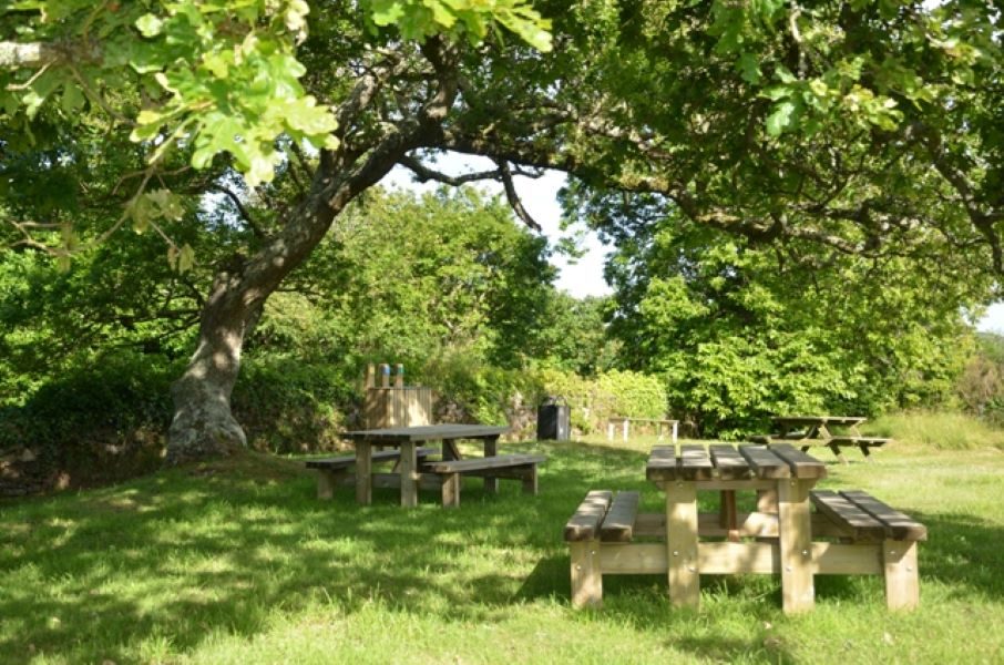 Atelier-nature (6-12 ans) : l'arbre dans tous ses états