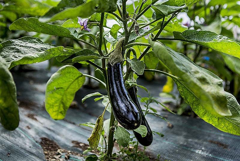 Aujon nos légumes !