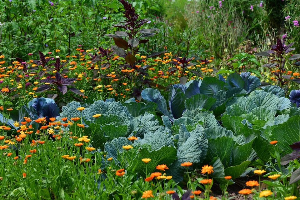 Ano potager