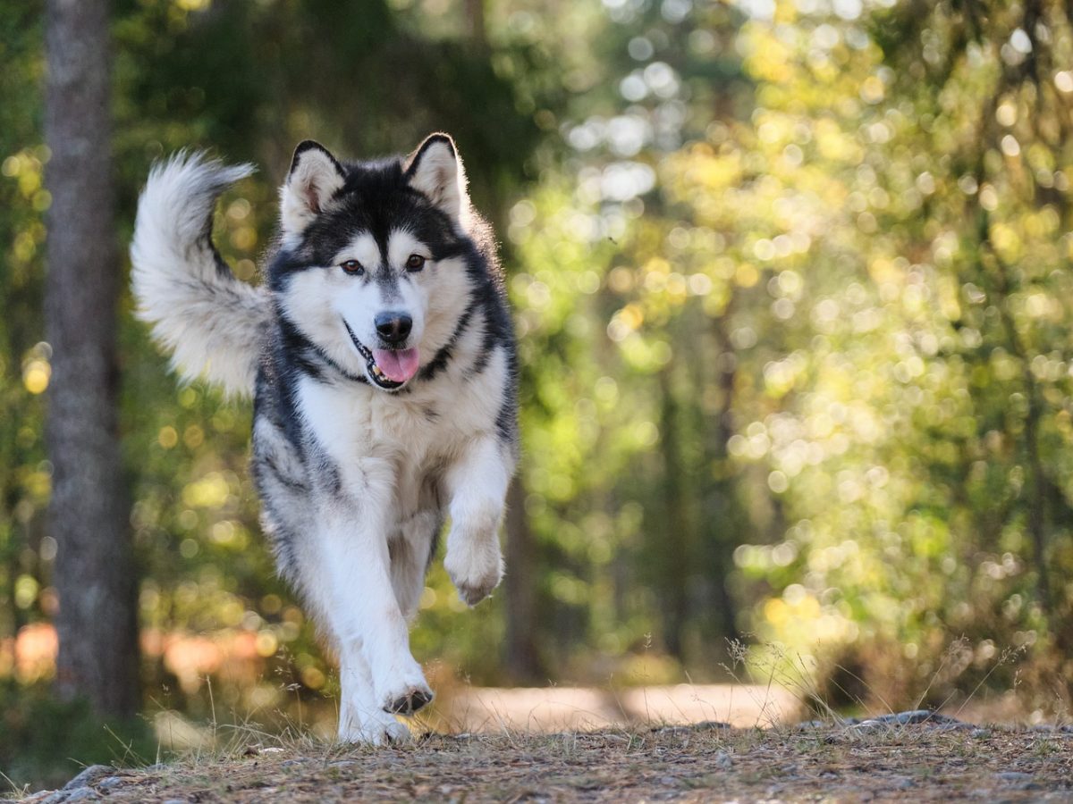 COURS COLLECTIF D'ÉDUCATION CANINE