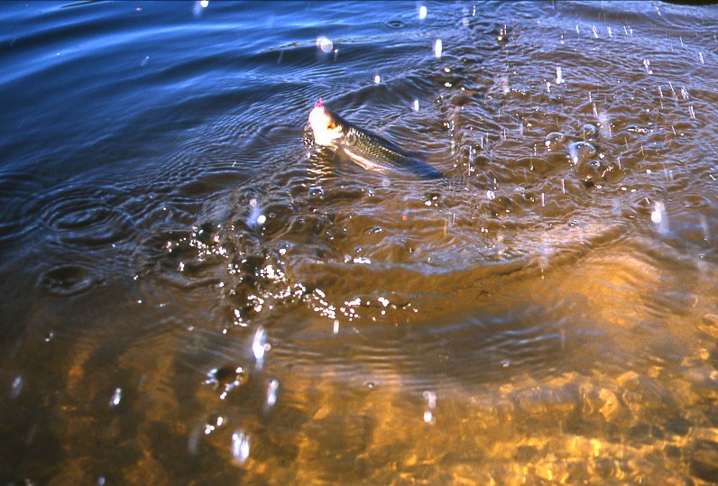 Pêche à l'étang de la Chaume