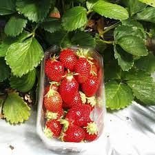 Les Gourmandines