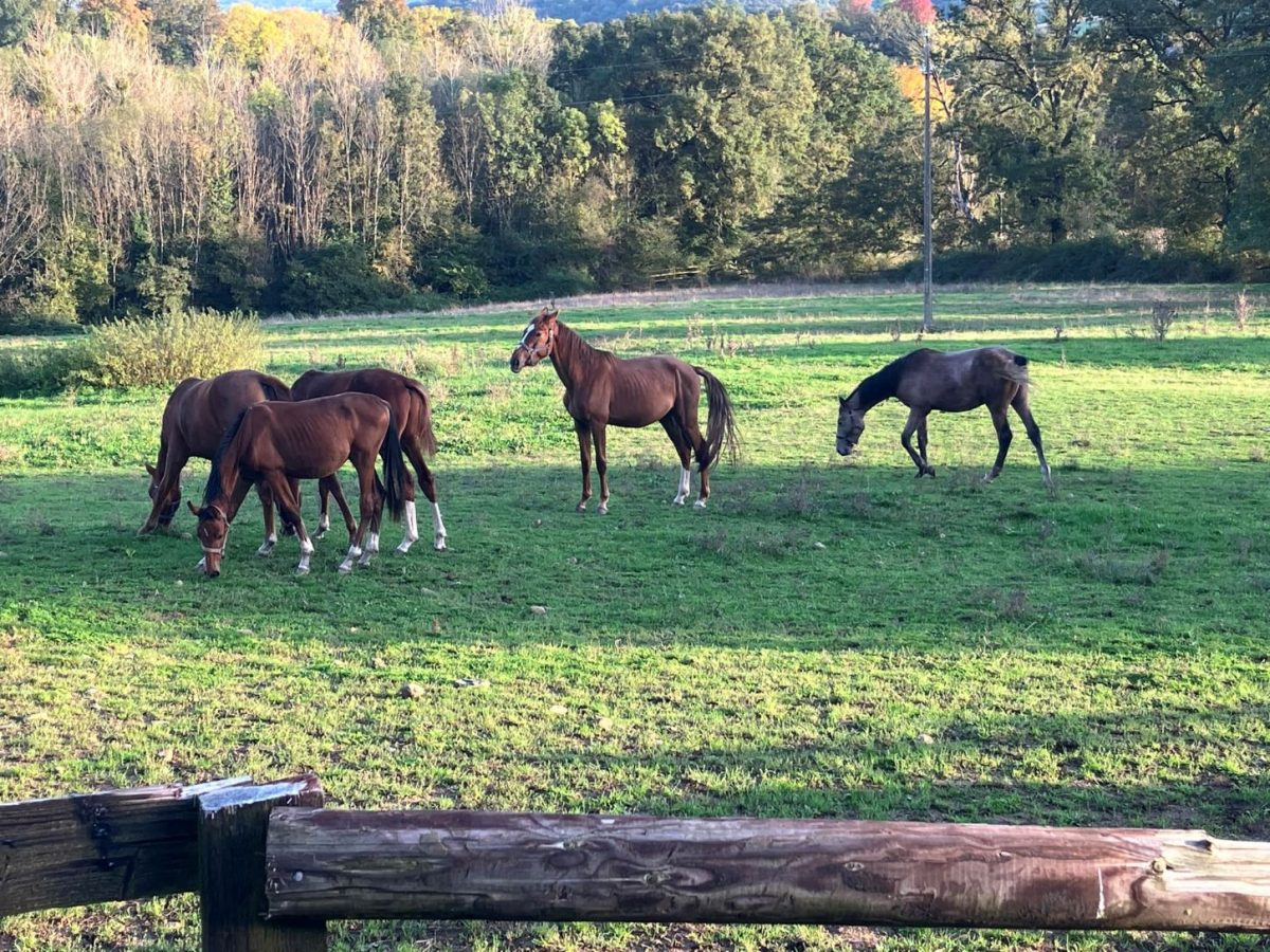 Centre Equestre de l'Elevage d'Acy
