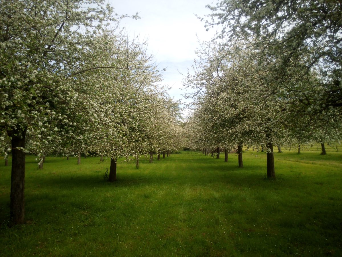 Domaine Ducardonnet
