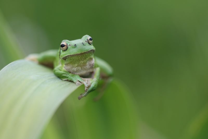 Café-patrimoine : "A la découverte des amphibiens de la Hague"
