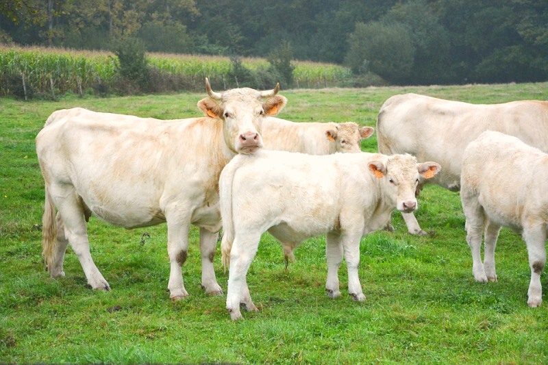 Ferme Pédagogique des Pennetières