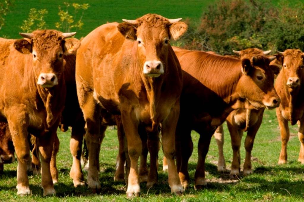 GAEC des blondes - Viandes bovines, porcine et volaille