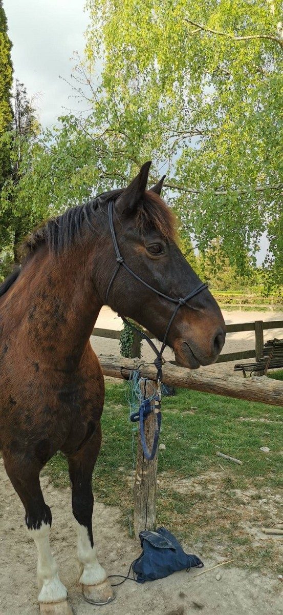 Poney Club Bucey