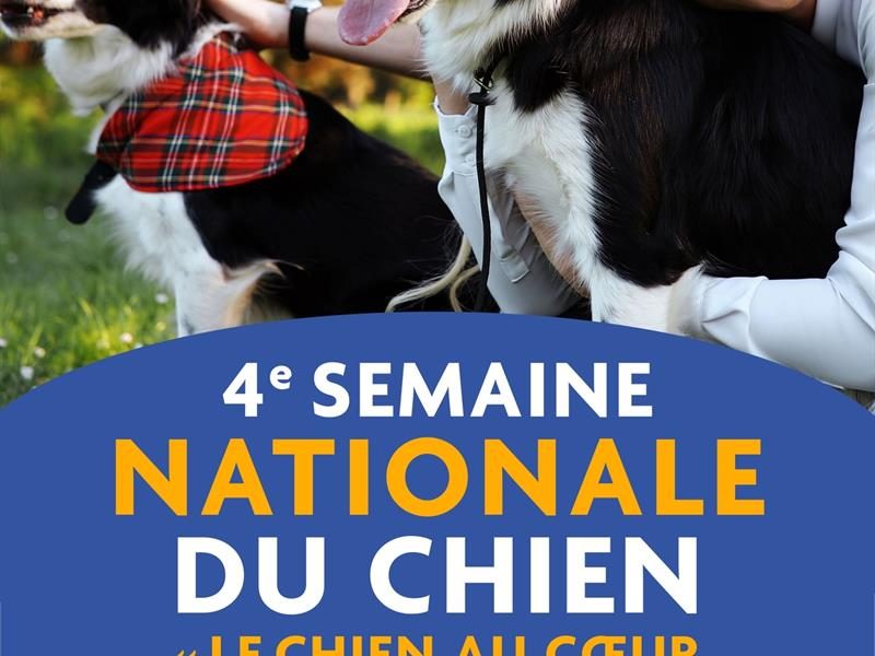 La semaine du chien