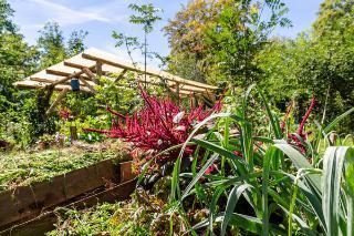 Les plantes de esse terre