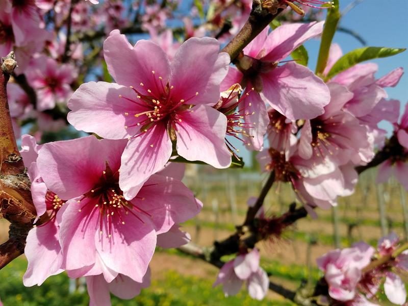 Horticulture Schreiner