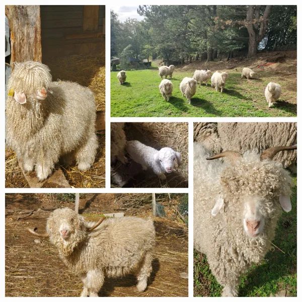 La ferme de Puech Février