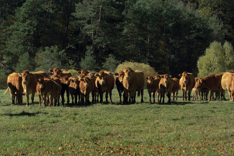 GAEC du Mazardy - Viande bovine