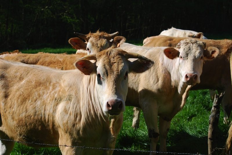 GAEC Les Mauvinières