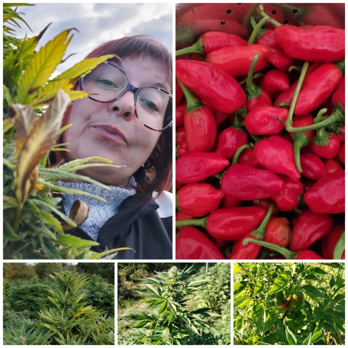Family Chanvre & Piment de Bresse