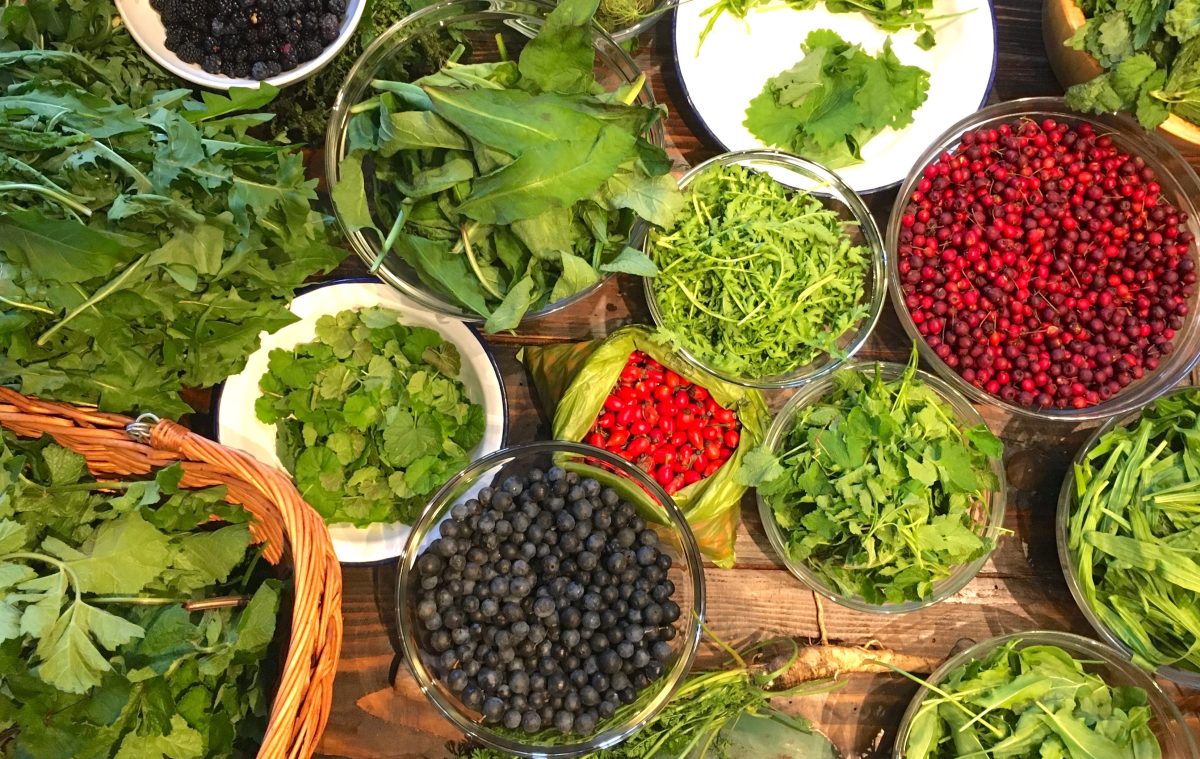 Sortie découverte des plantes sauvages comestibles en bord de Loire et canaux