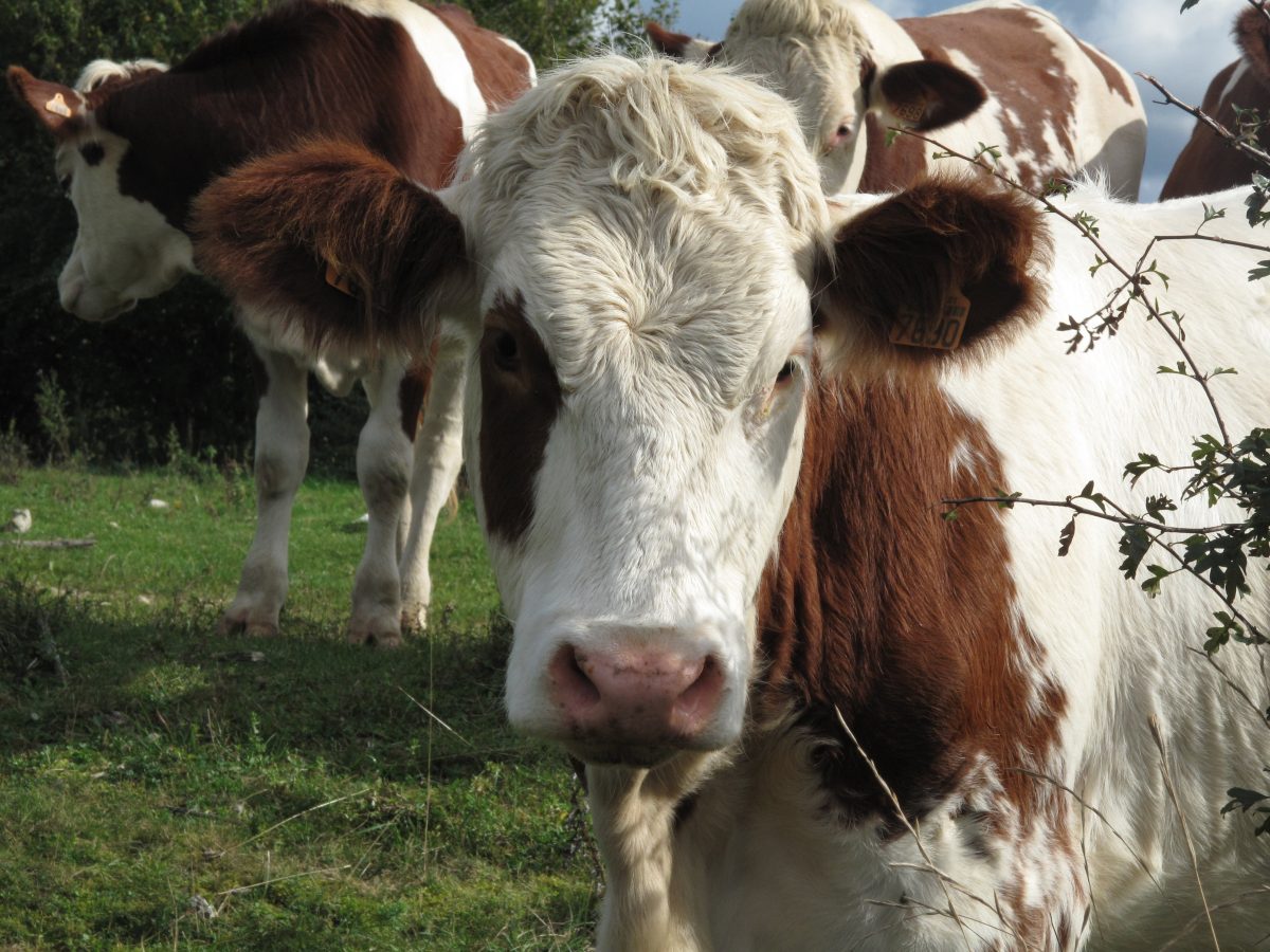 Visite guidée de la ferme