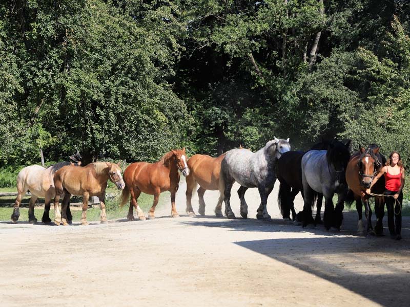 La Michaudière - Ferme du Cheval de Trait
