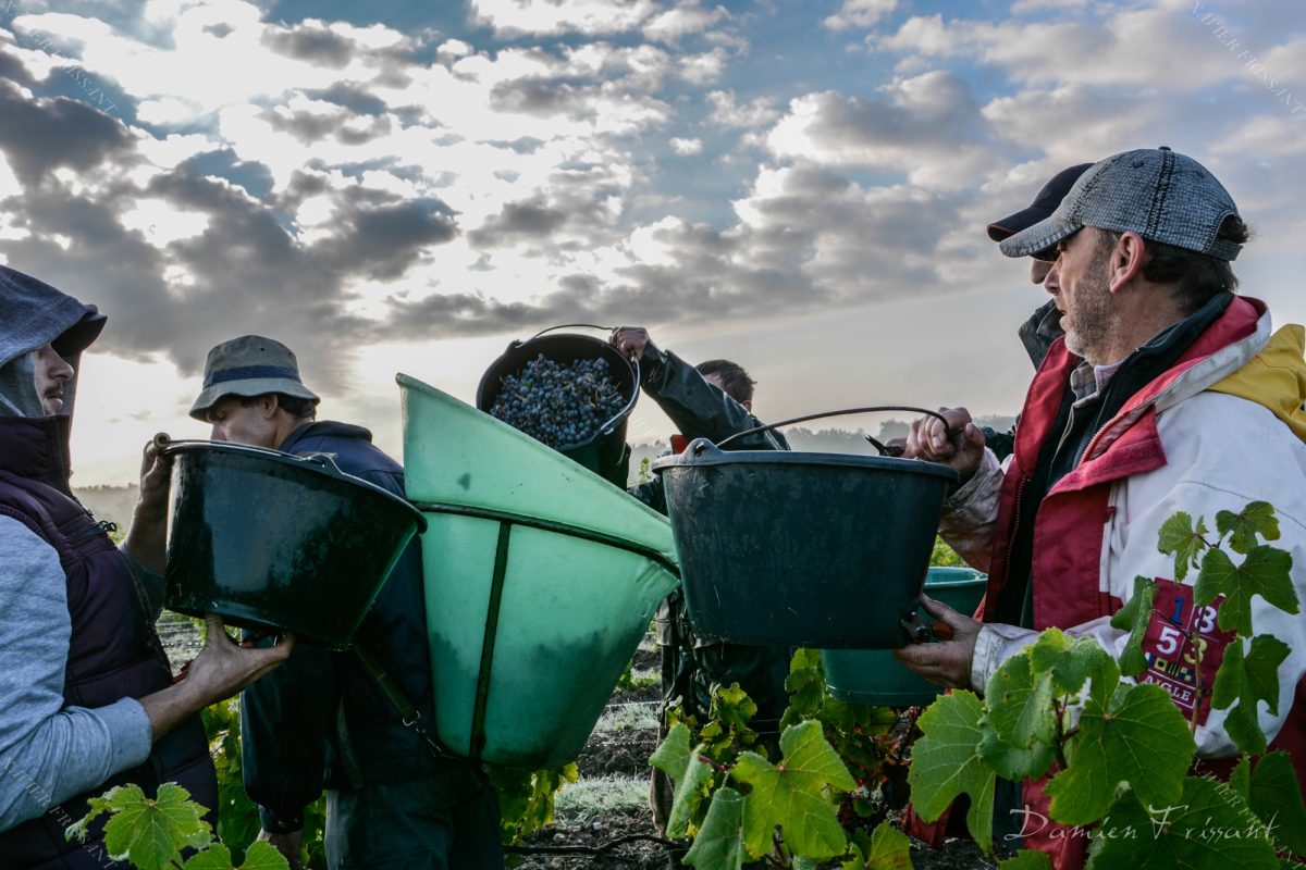 Xavier Frissant Vigneron