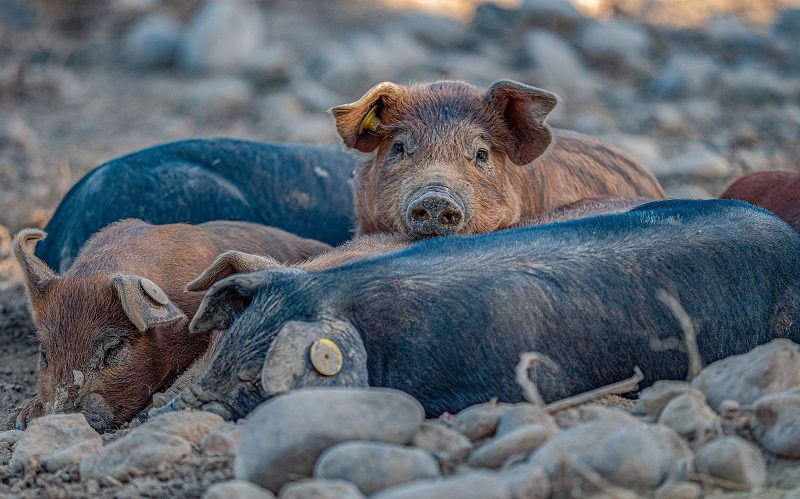 FERME DES COCHONS BIO