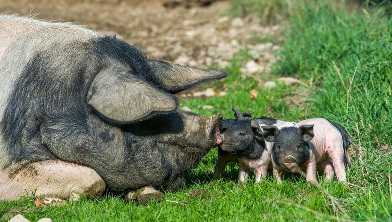 La petite ferme de Gilles et Julie
