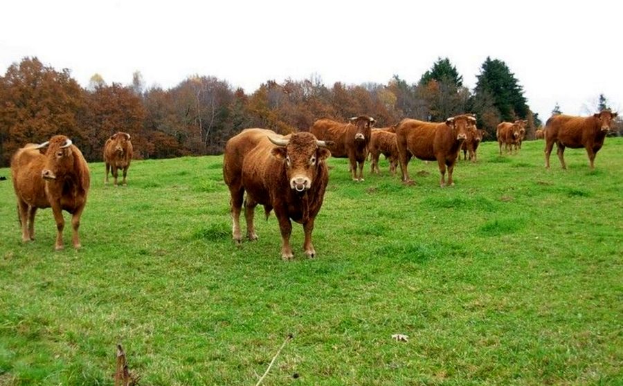 Ferme La Courrière