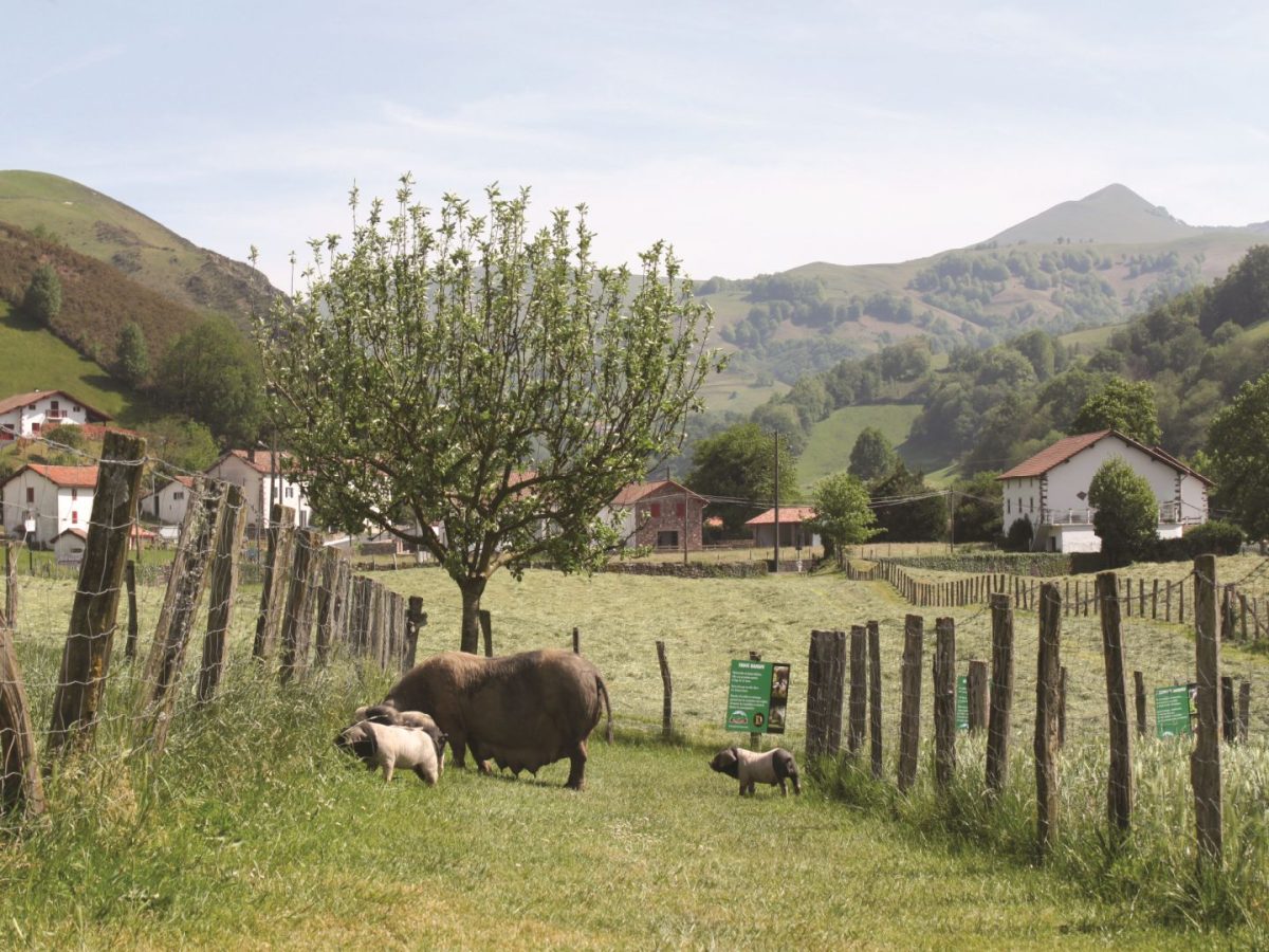 Sentier de découverte des porcs basques