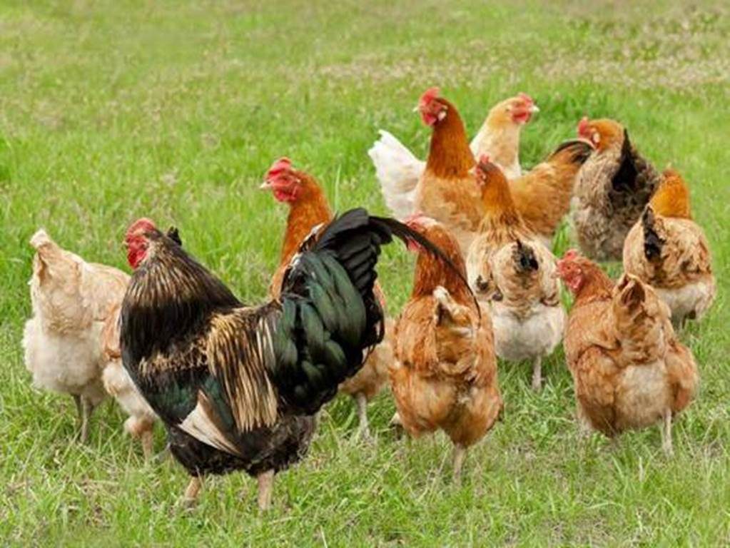 LA FERME AVICOLE - MICHEL Francis