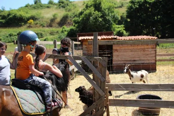 Les poneys de Patchanka