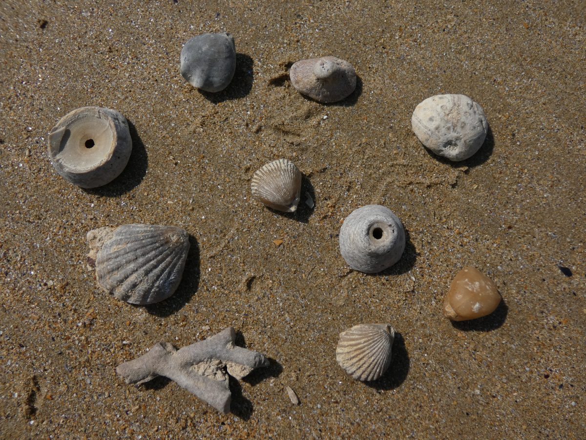 Fossiles, coquillages et l'évolution des espèces