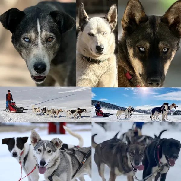 Nordic team - musher