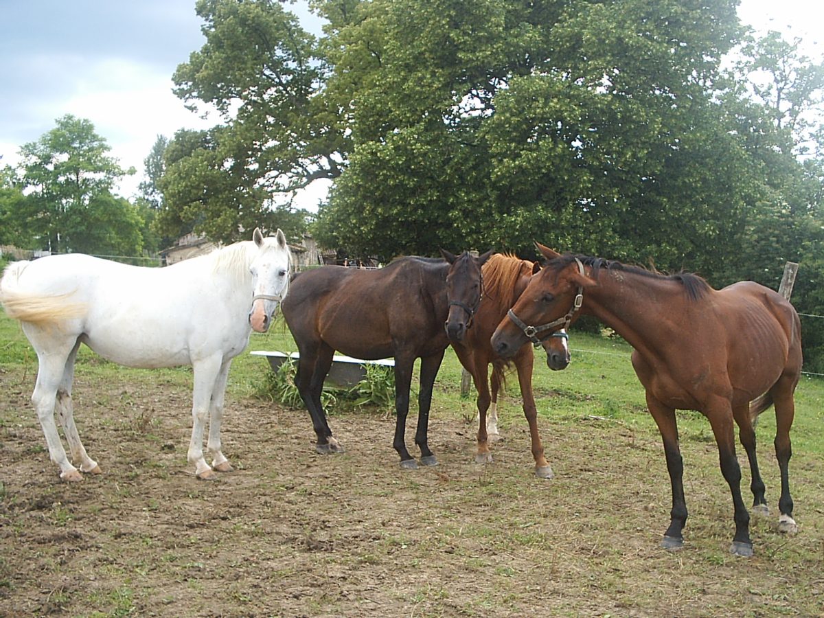 La Ferme Equestre de Manieu