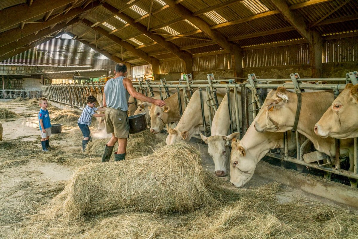 Apprenti à la ferme : moments magiques à la ferme