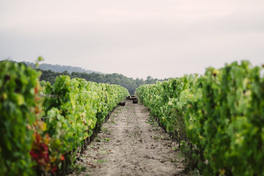 Pic Saint Loup Winetour