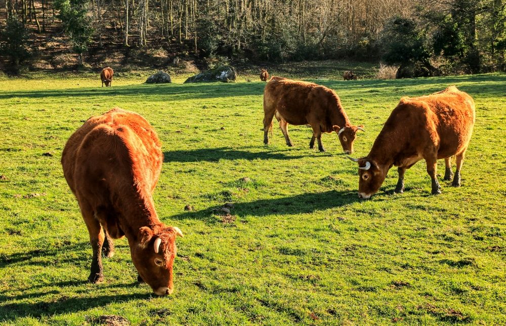 Ferme bovins Chez Combeau
