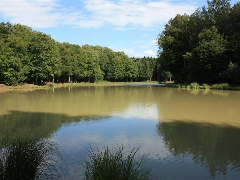 L'étang du Krummweiher