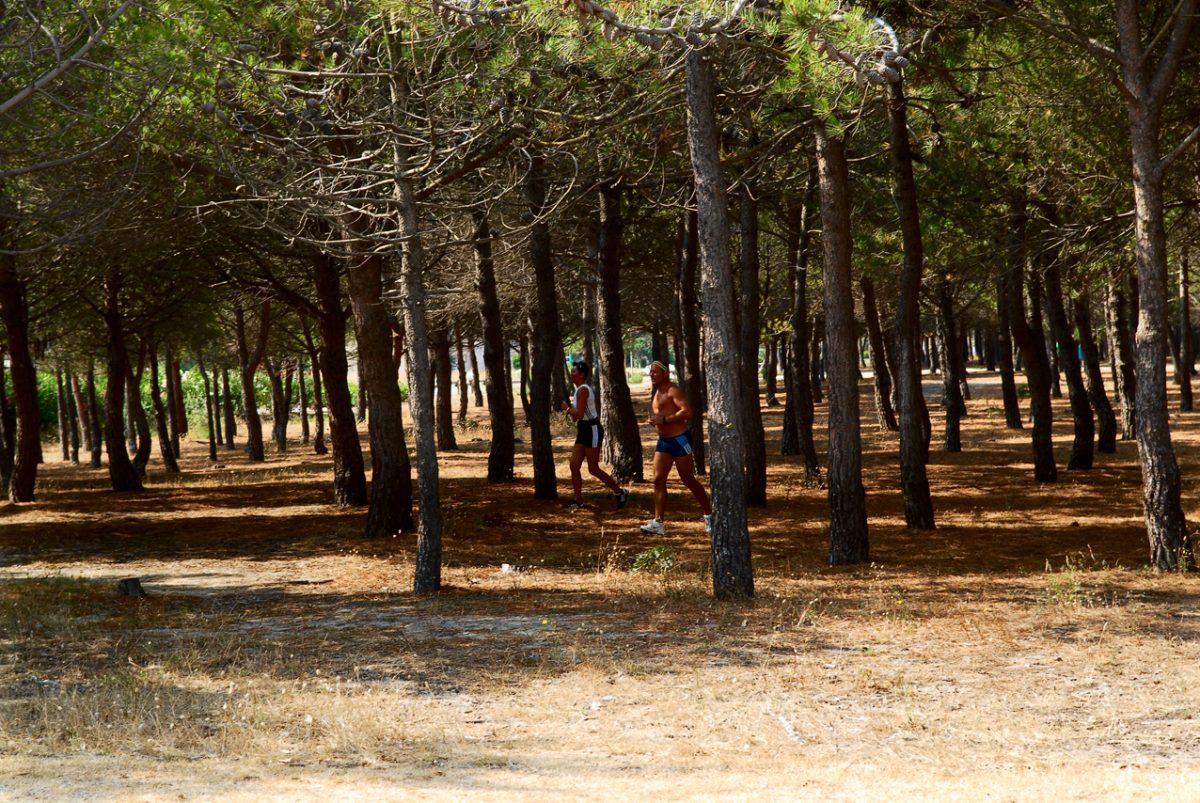 PARCOURS FORESTIER ET DE SANTE