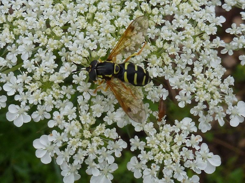 Initiation aux syrphidés