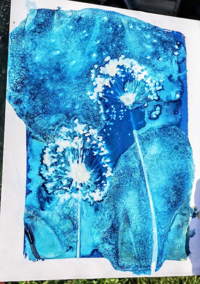 Atelier "Cyanotype : Voyage photographique"