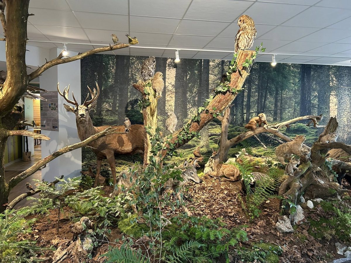 Maison de la chasse et de la nature