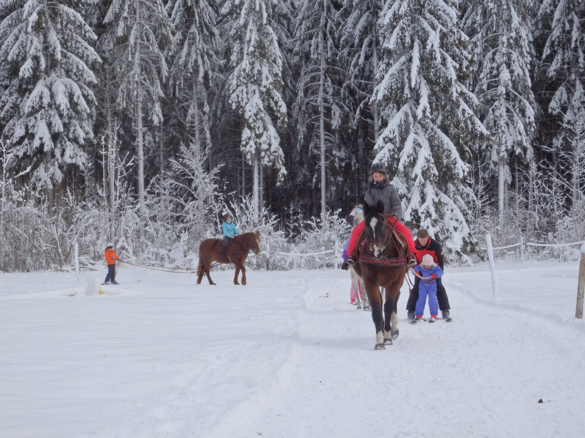 Ski Joëring et activités équestres pour tous - Ferme équestre de la Pelaisse