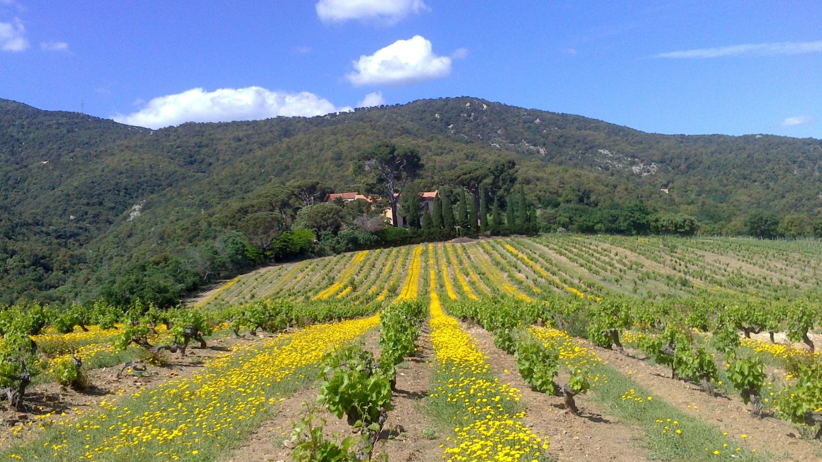 DOMAINE DES DEUX PUITS - MAS CRISTINE