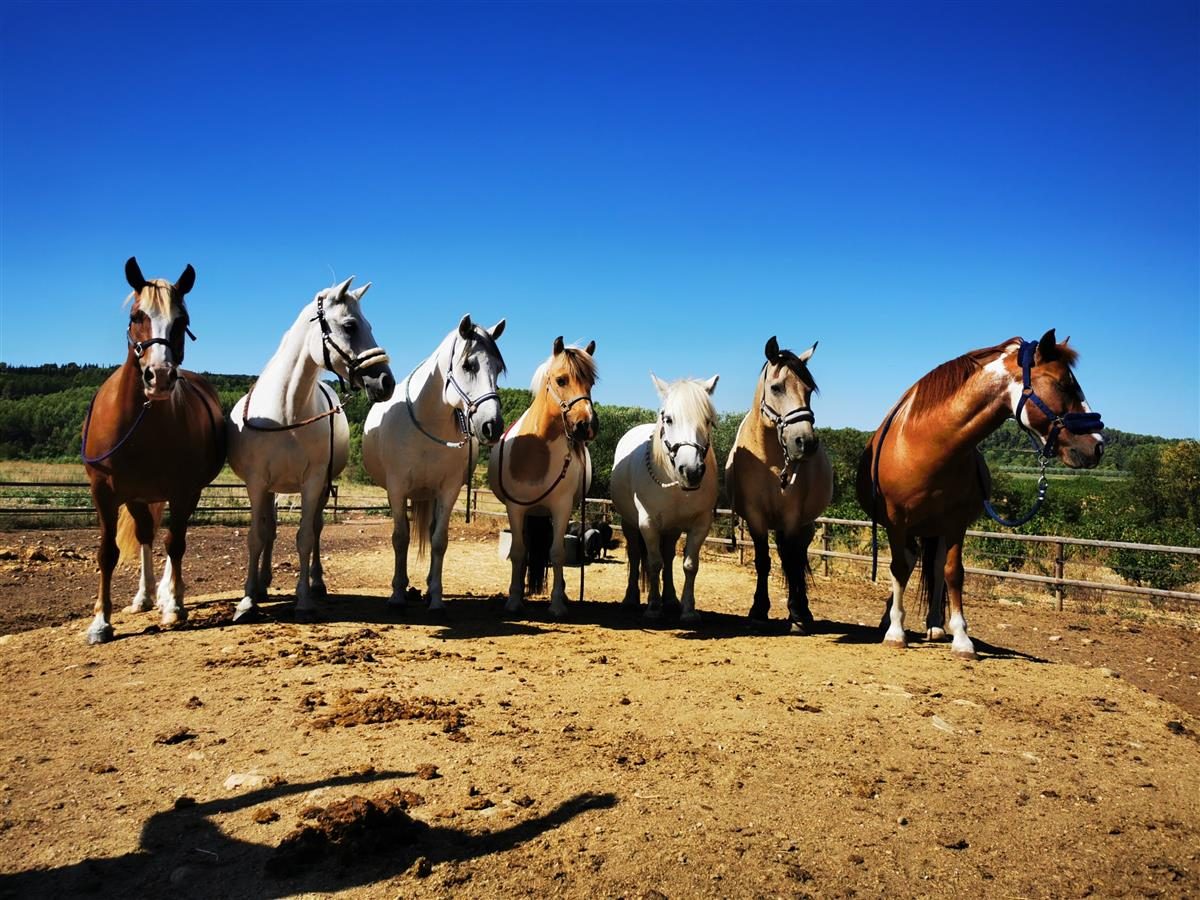 Au P'tit Poney Club
