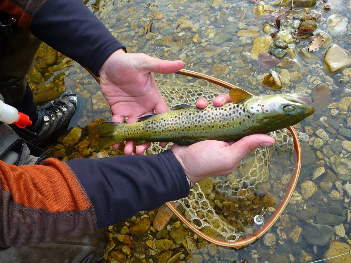 PÊCHE À LA MOUCHE