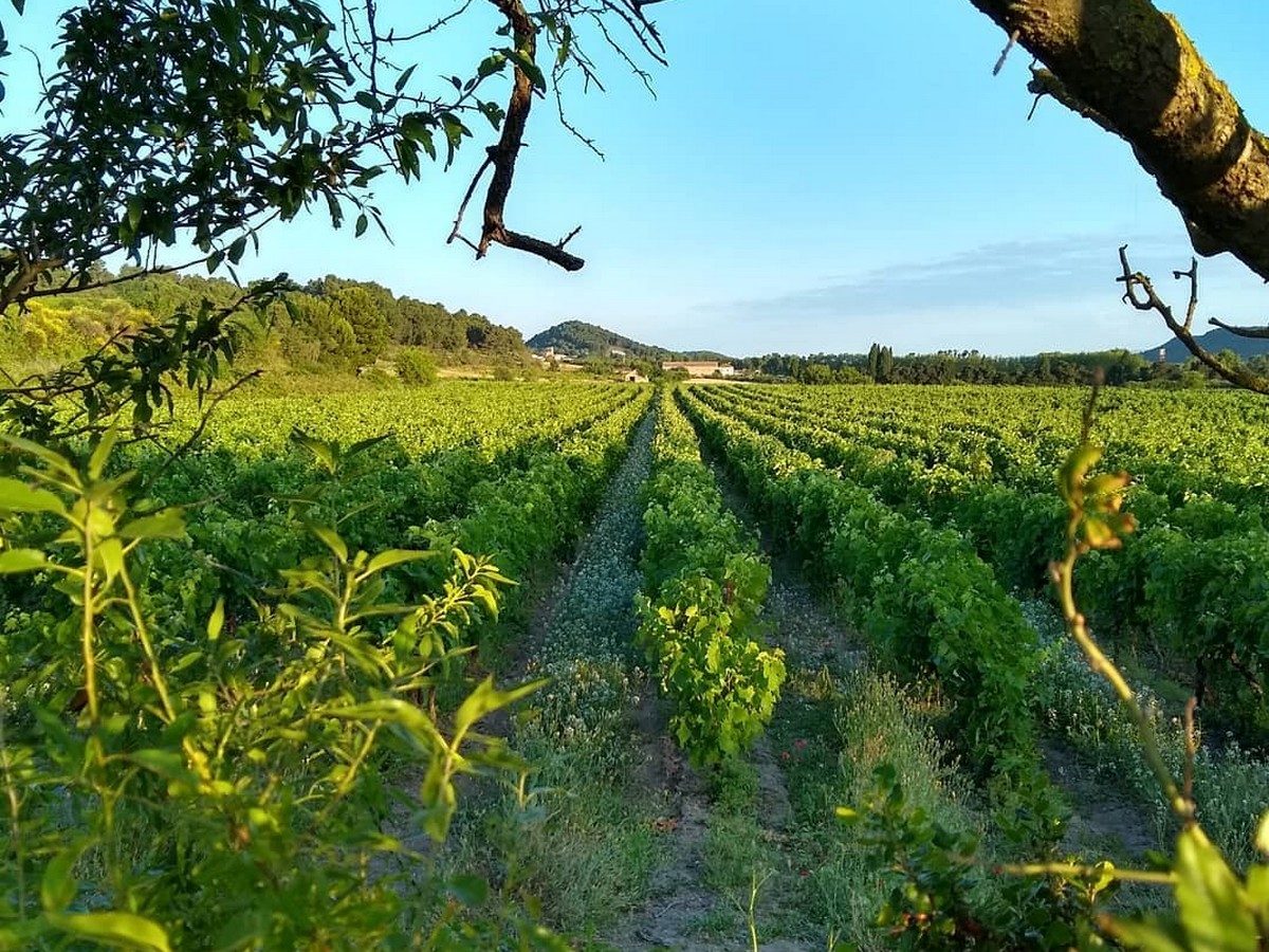 DOMAINE DE MINGRAUT
