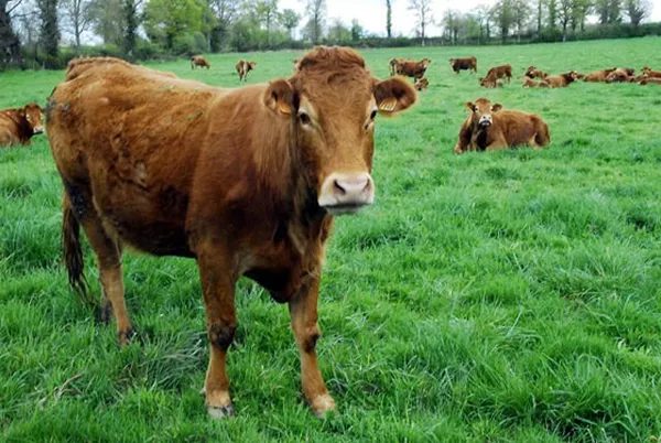 Ferme Bio Cadas Emmanuel