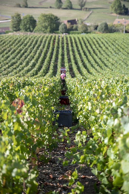 Champagne Daubanton et Fils