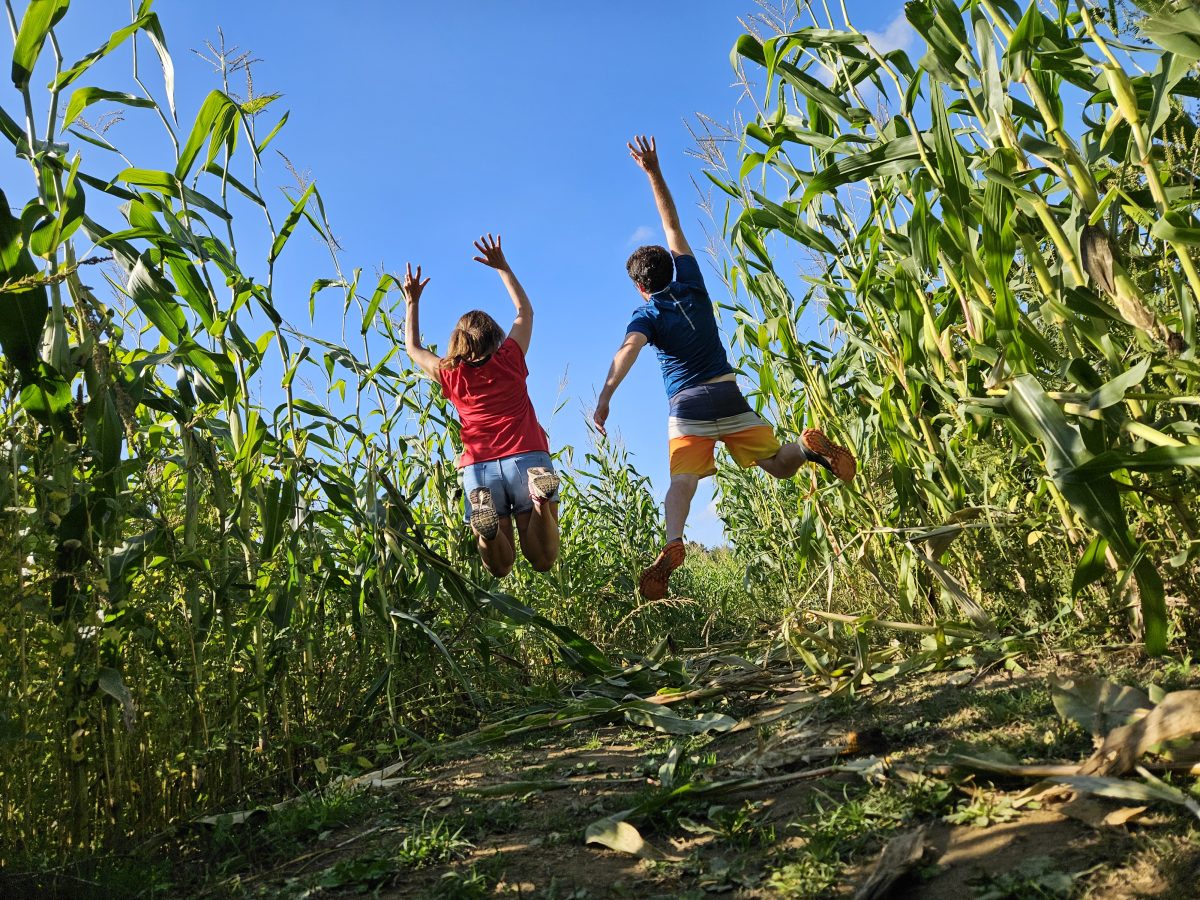 Labyrinthe de maïs