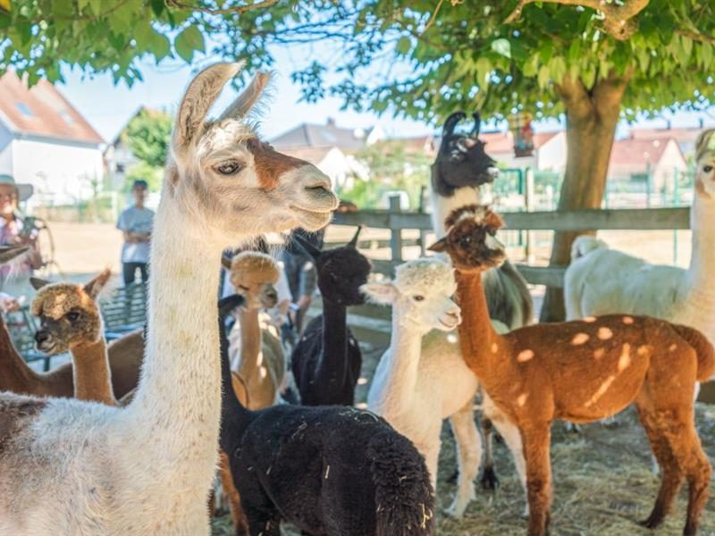 Clos des Lamas - Lama’s Touch