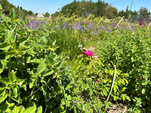 Laeti'tes plantes Buissonnières